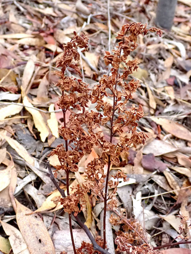 Rock Fern