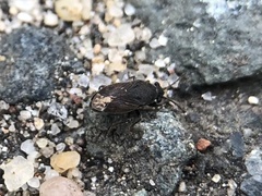 Stygnocoris