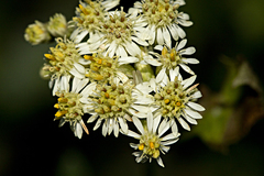 Microglossa mespilifolia