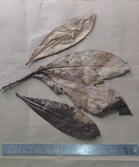 Madhuca bourdillonii