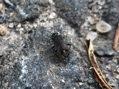 Stygnocoris