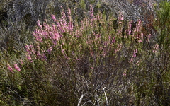 Erica filipendula