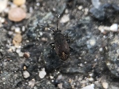 Stygnocoris