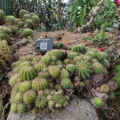 Kroenleinia grusonii