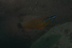 Ostorhinchus fleurieu