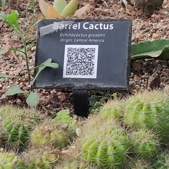 Kroenleinia grusonii