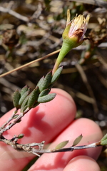 Lampranthus caudatus