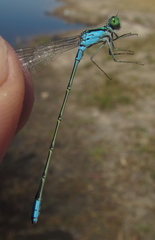 Pseudagrion coeleste coeleste