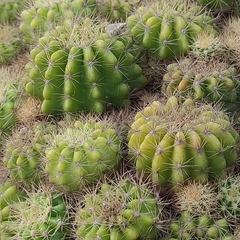 Kroenleinia grusonii