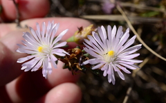 Lampranthus caudatus