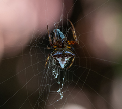 Verrucosa scapofracta