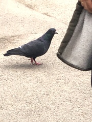 Columba livia domestica