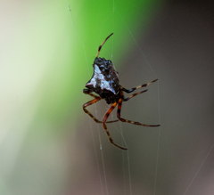 Verrucosa scapofracta