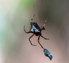 Verrucosa scapofracta