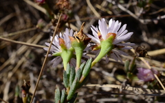 Lampranthus caudatus