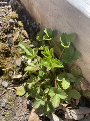 Potentilla norvegica