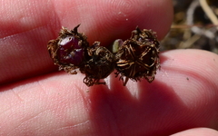 Lampranthus caudatus