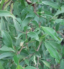 Barnadesia odorata