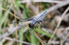 Libellula nodisticta