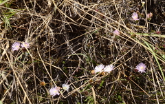 Lampranthus caudatus