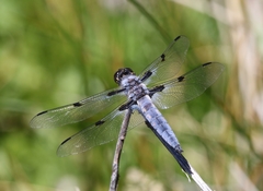 Libellula nodisticta