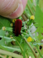 Pyrochroa coccinea