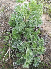 Artemisia absinthium