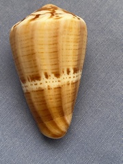 Conus vittatus