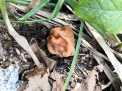 Gyromitra gigas