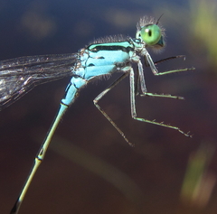 Pseudagrion coeleste coeleste