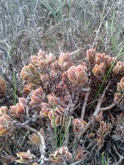 Crassula undulata