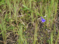 Utricularia reticulata
