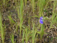 Utricularia reticulata