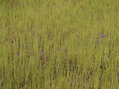 Utricularia reticulata