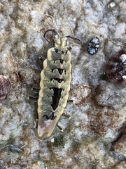 Glyptidotea lichtensteini