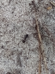 Myrmicaria nigra