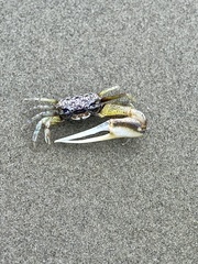 Leptuca leptodactyla