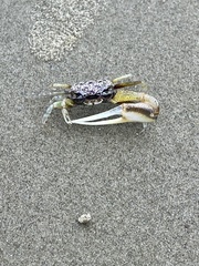 Leptuca leptodactyla