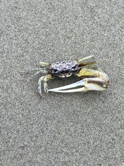 Leptuca leptodactyla