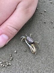 Leptuca leptodactyla