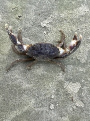 Panopeus austrobesus