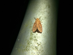 Aberrasine lichenshihi