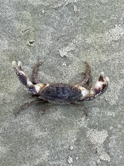 Panopeus austrobesus