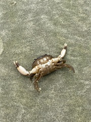 Panopeus austrobesus