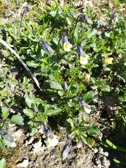 Viola arvensis