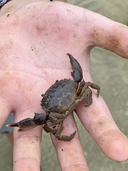 Panopeus austrobesus