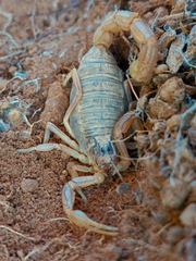 Buthus ibericus