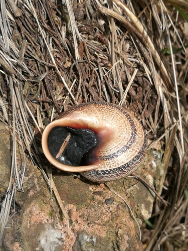 Spanish Snail