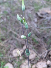 Cerastium perfoliatum
