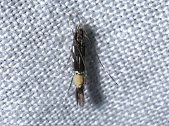 Cosmopterix lespedezae